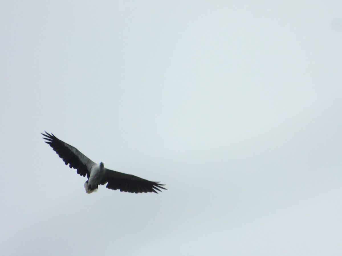 Pygargue blagre - ML647072320