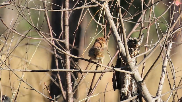 Bruant des pinèdes - ML647072321