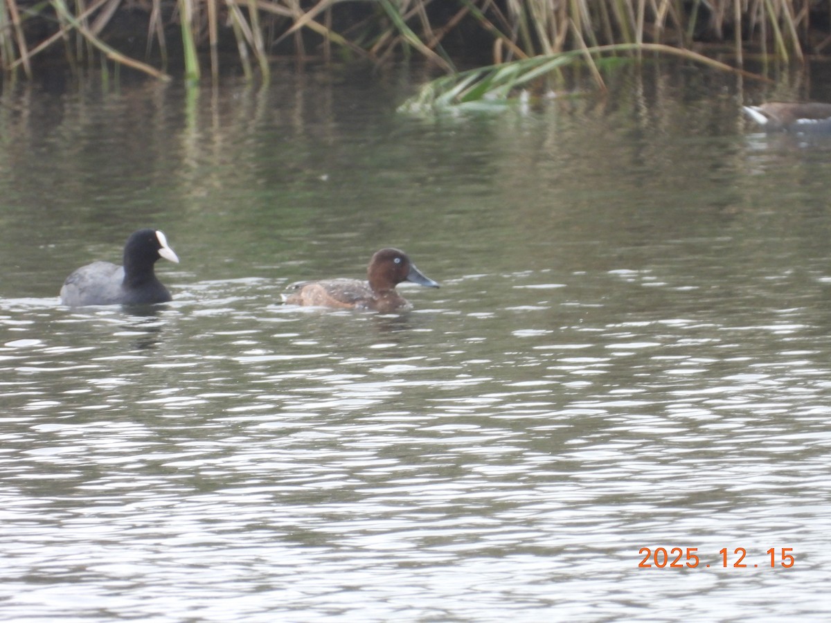 Ferruginous Duck - ML647072326