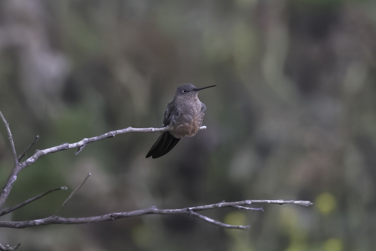 Giant Hummingbird - ML647072328