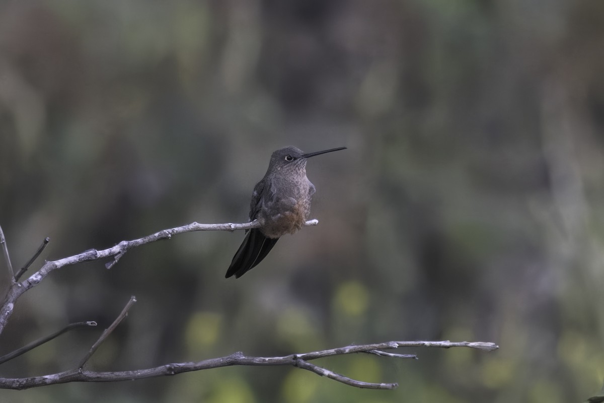 Giant Hummingbird - ML647072329