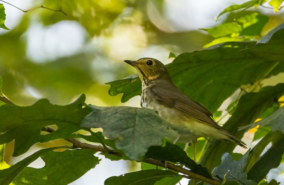 Grive à dos olive - ML647072335
