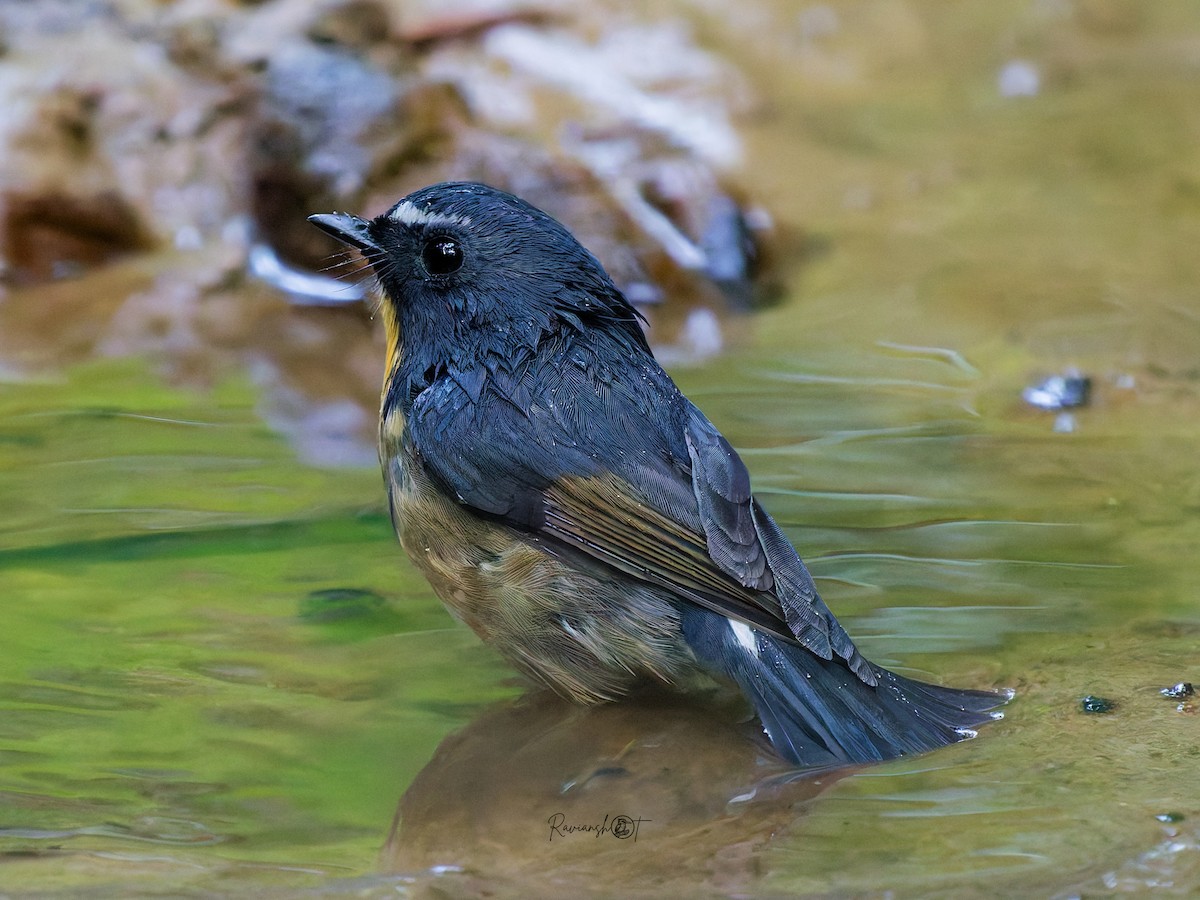 aurorafluesnapper - ML647072336