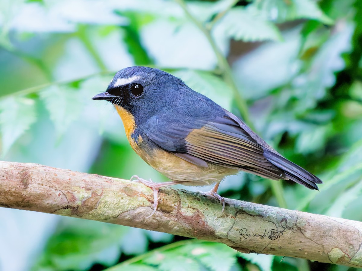 aurorafluesnapper - ML647072337