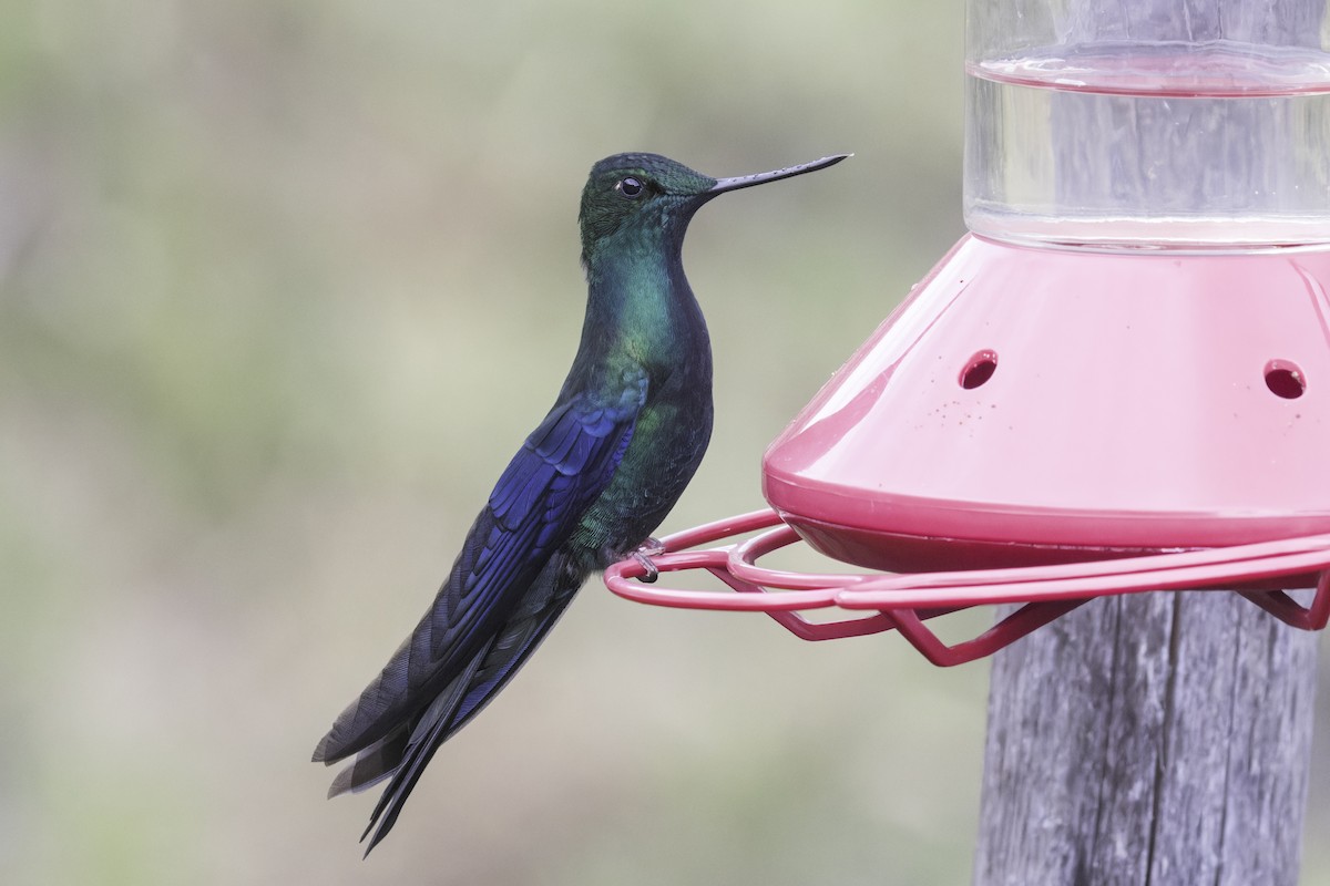 Great Sapphirewing - ML647072340