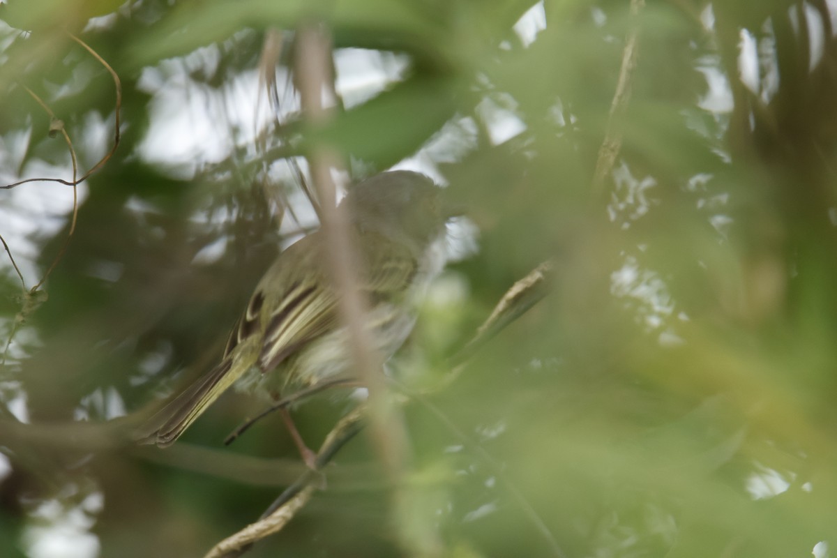 ギンバラコビトドリモドキ - ML647072341