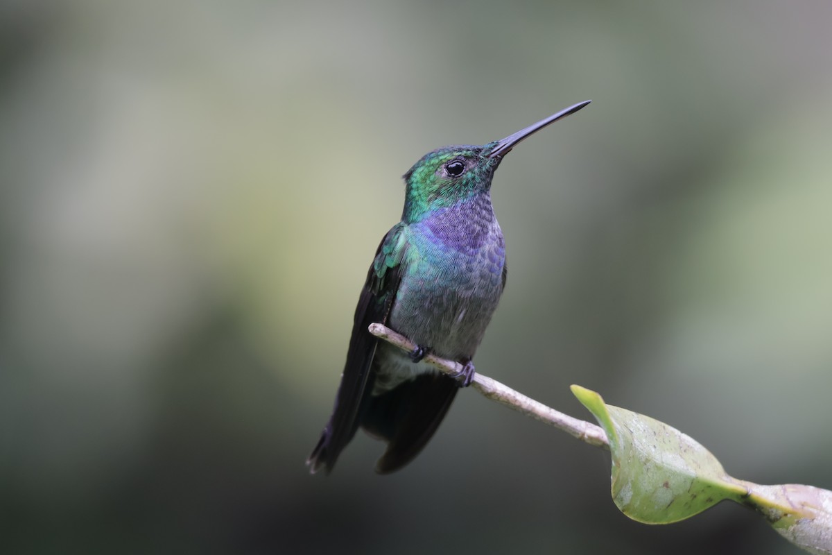 Blue-chested Hummingbird - ML647072344