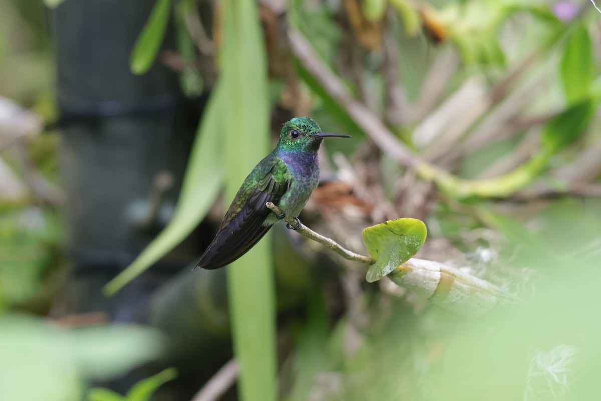 Blue-chested Hummingbird - ML647072346