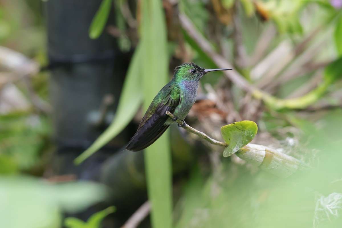 Blue-chested Hummingbird - ML647072350