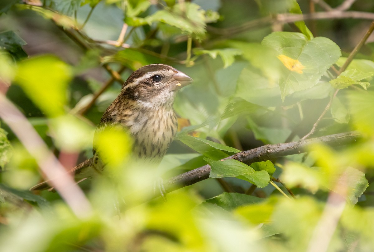 Cardinal à poitrine rose - ML647072352