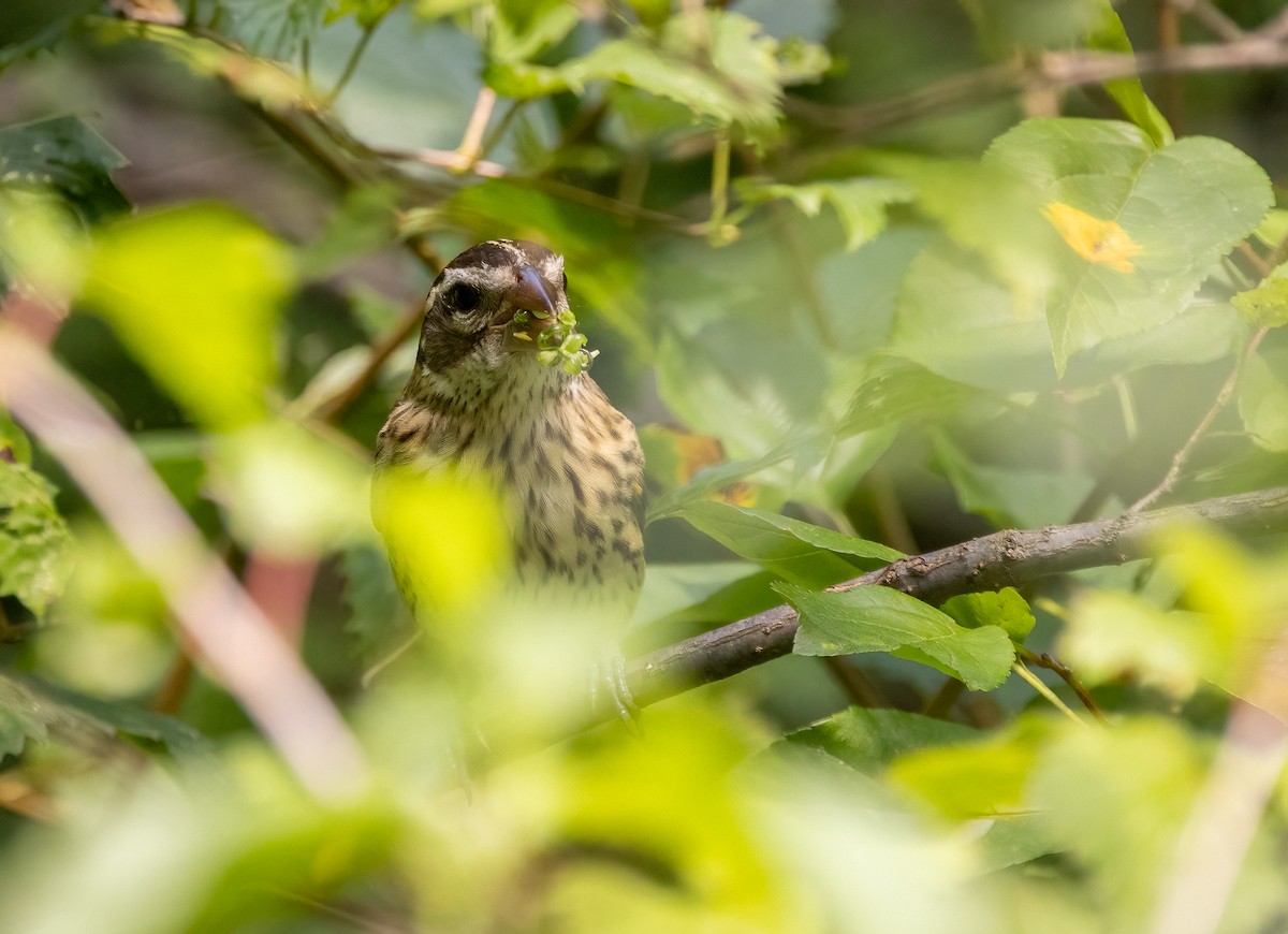 Cardinal à poitrine rose - ML647072353