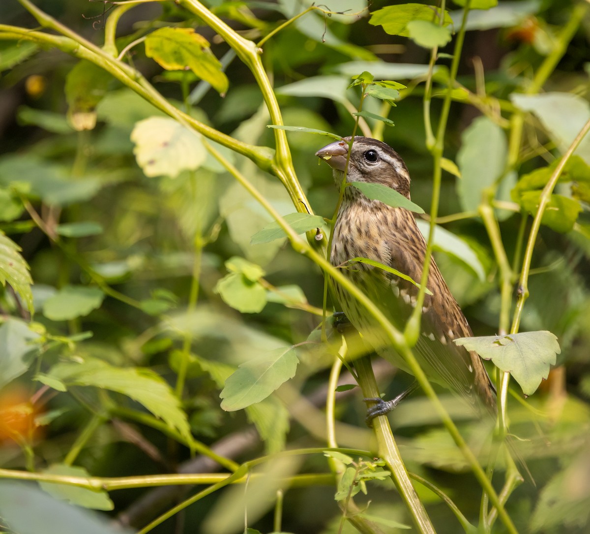 Cardinal à poitrine rose - ML647072354