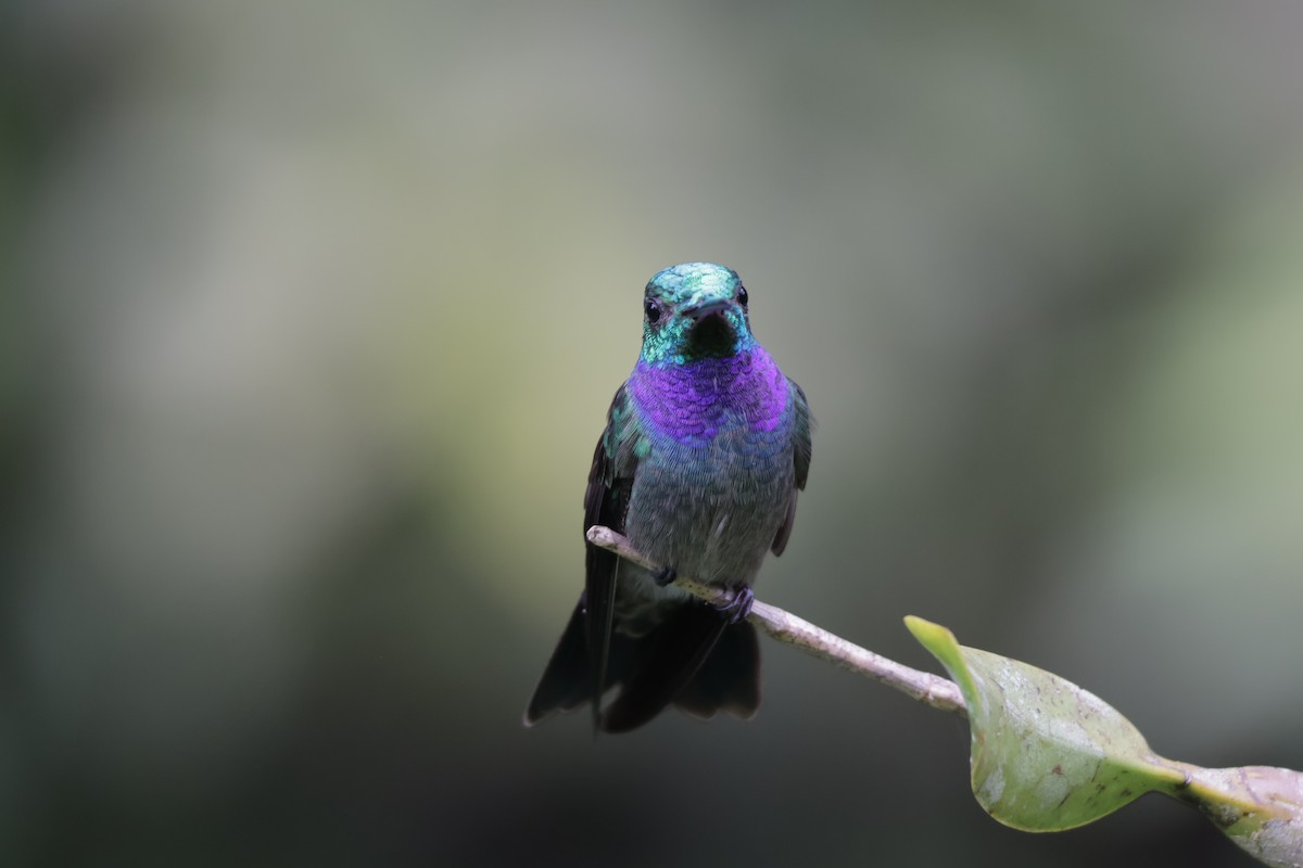 Blue-chested Hummingbird - ML647072355