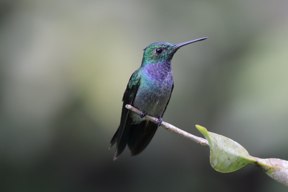 Blue-chested Hummingbird - ML647072356