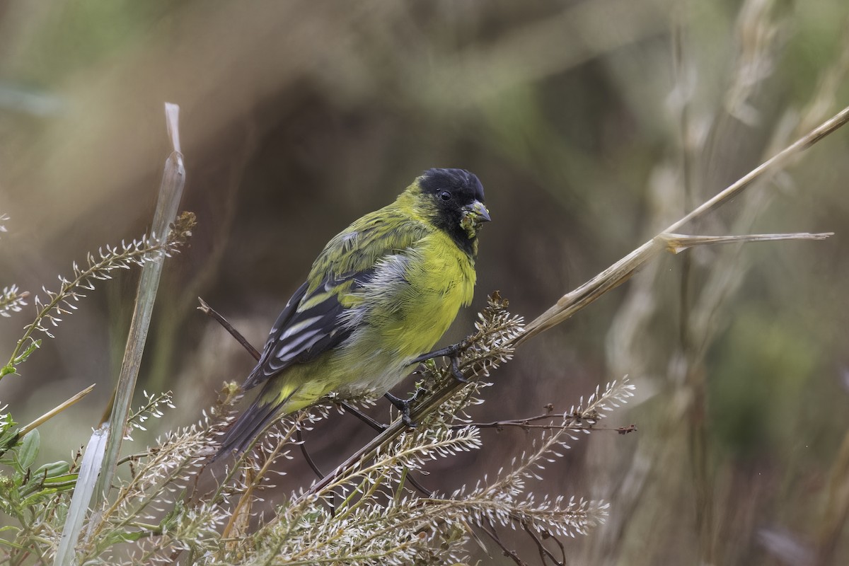 čížek jihoamerický - ML647072360