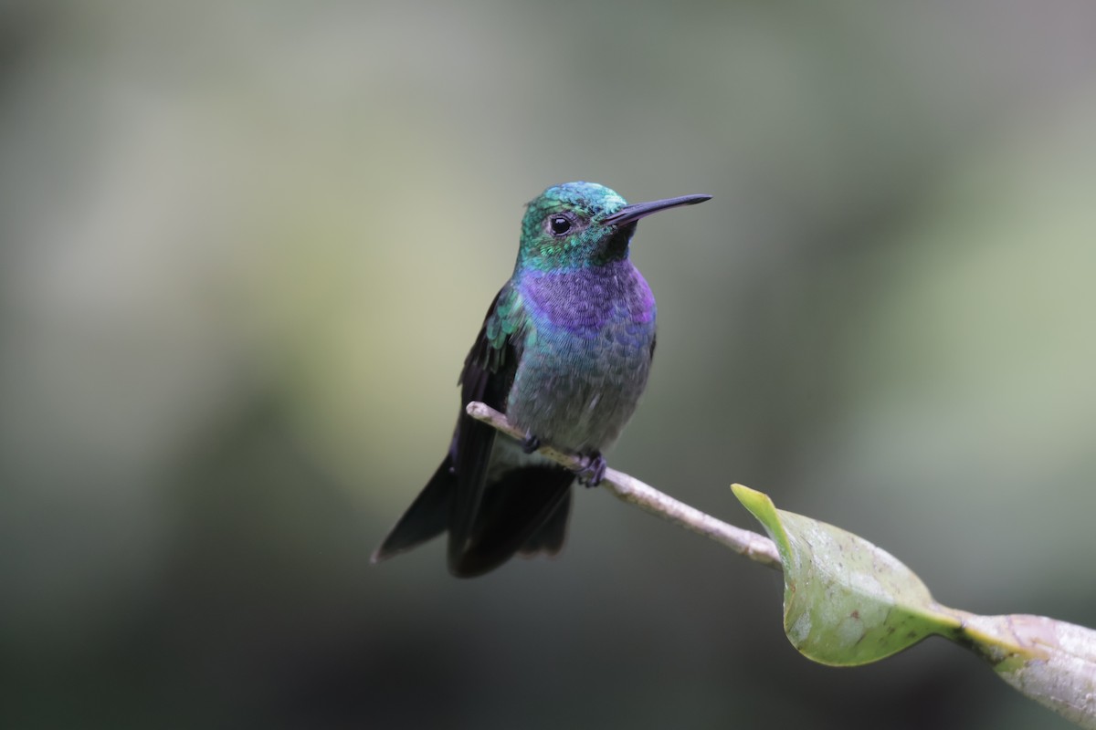 Blue-chested Hummingbird - ML647072363