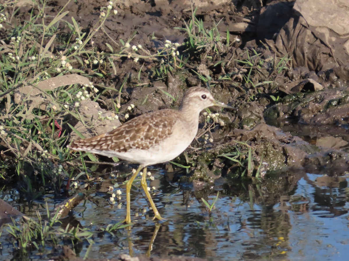 vodouš bahenní - ML647072364