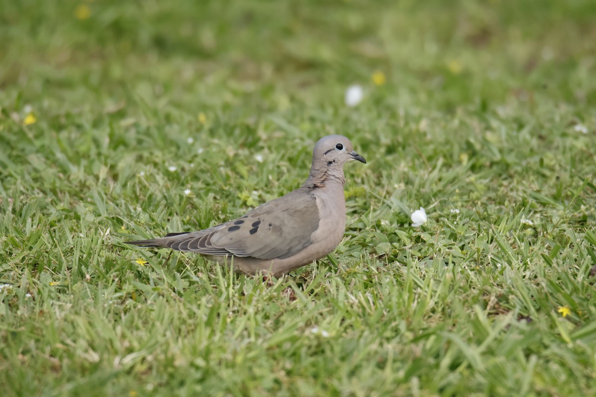 ミミグロバト - ML647072367