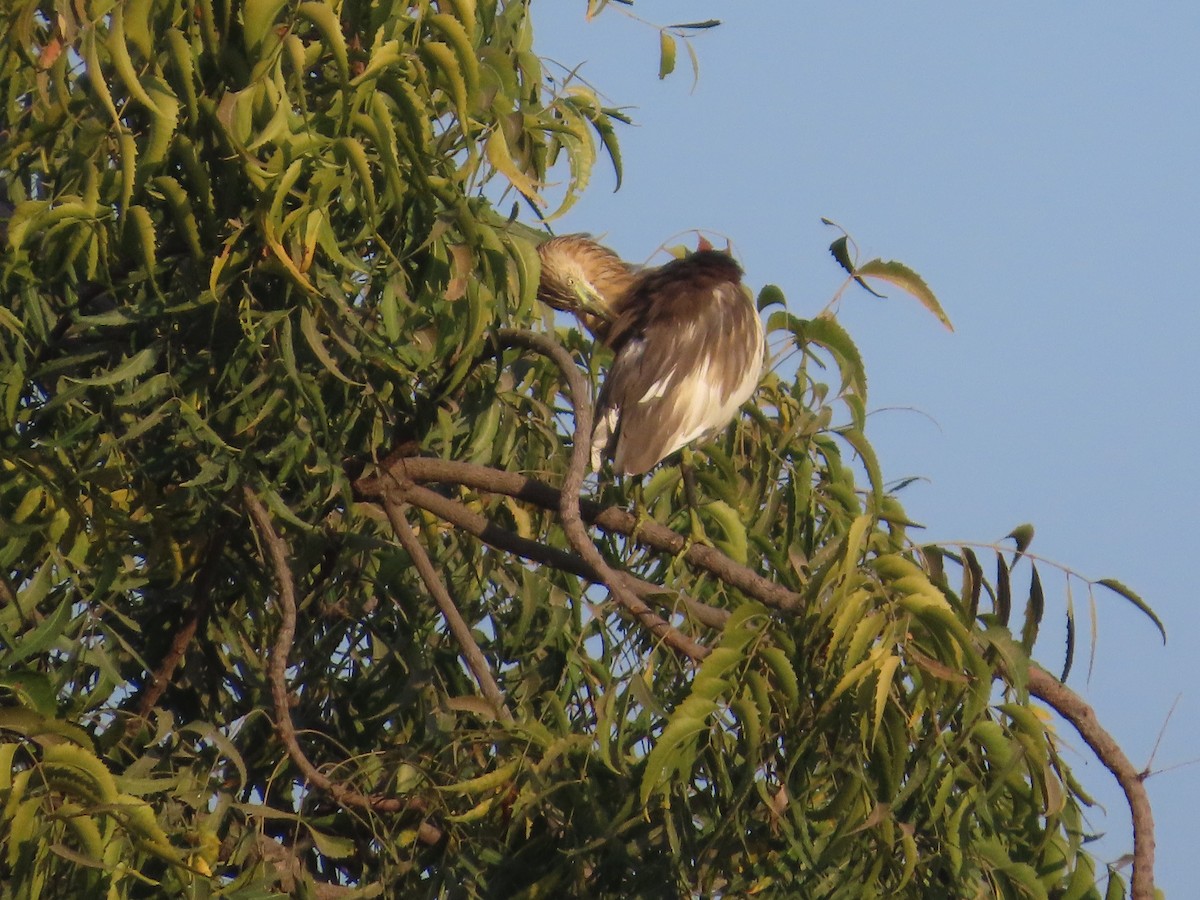Indian Pond-Heron - ML647072375