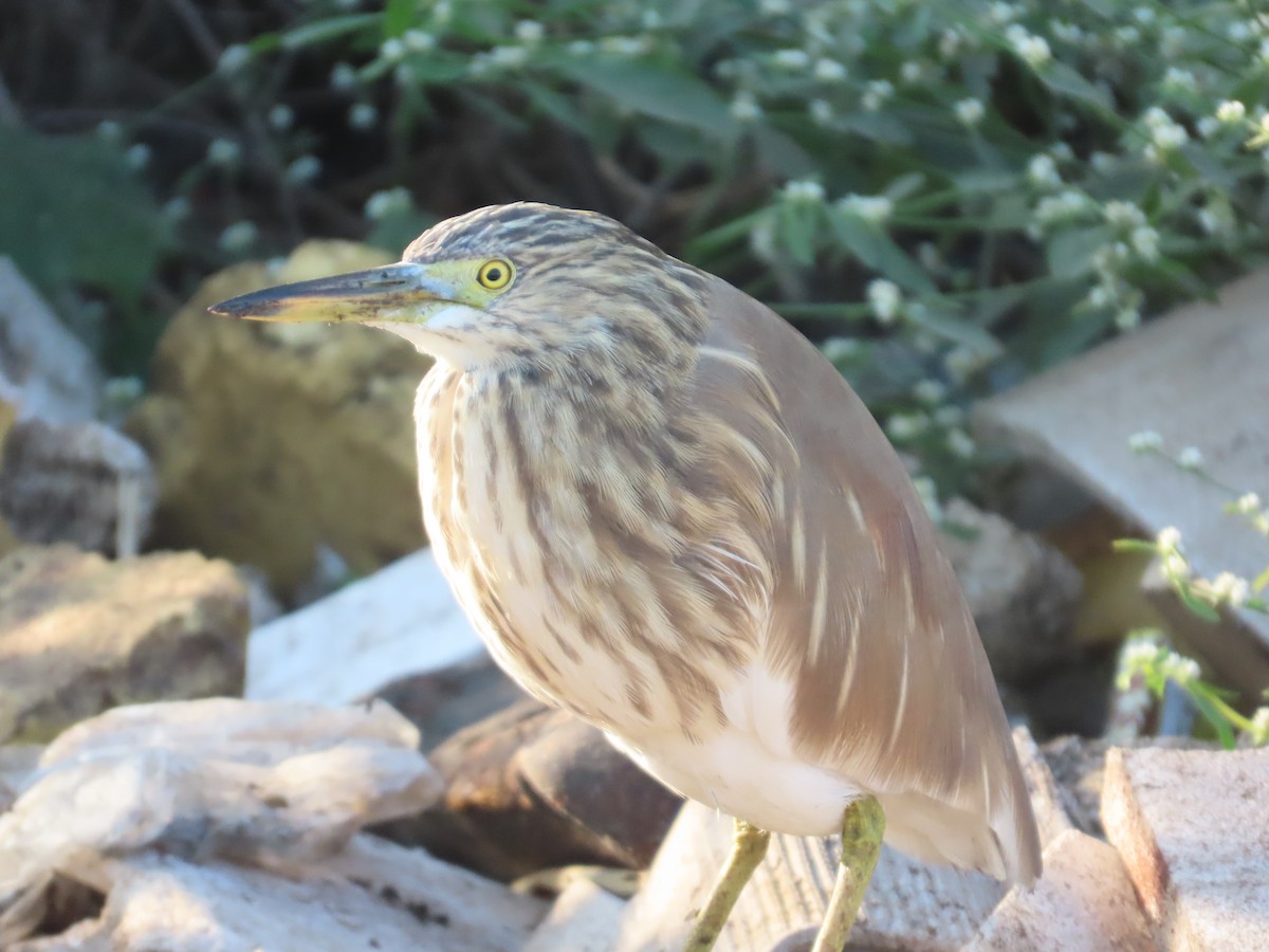 Indian Pond-Heron - ML647072377