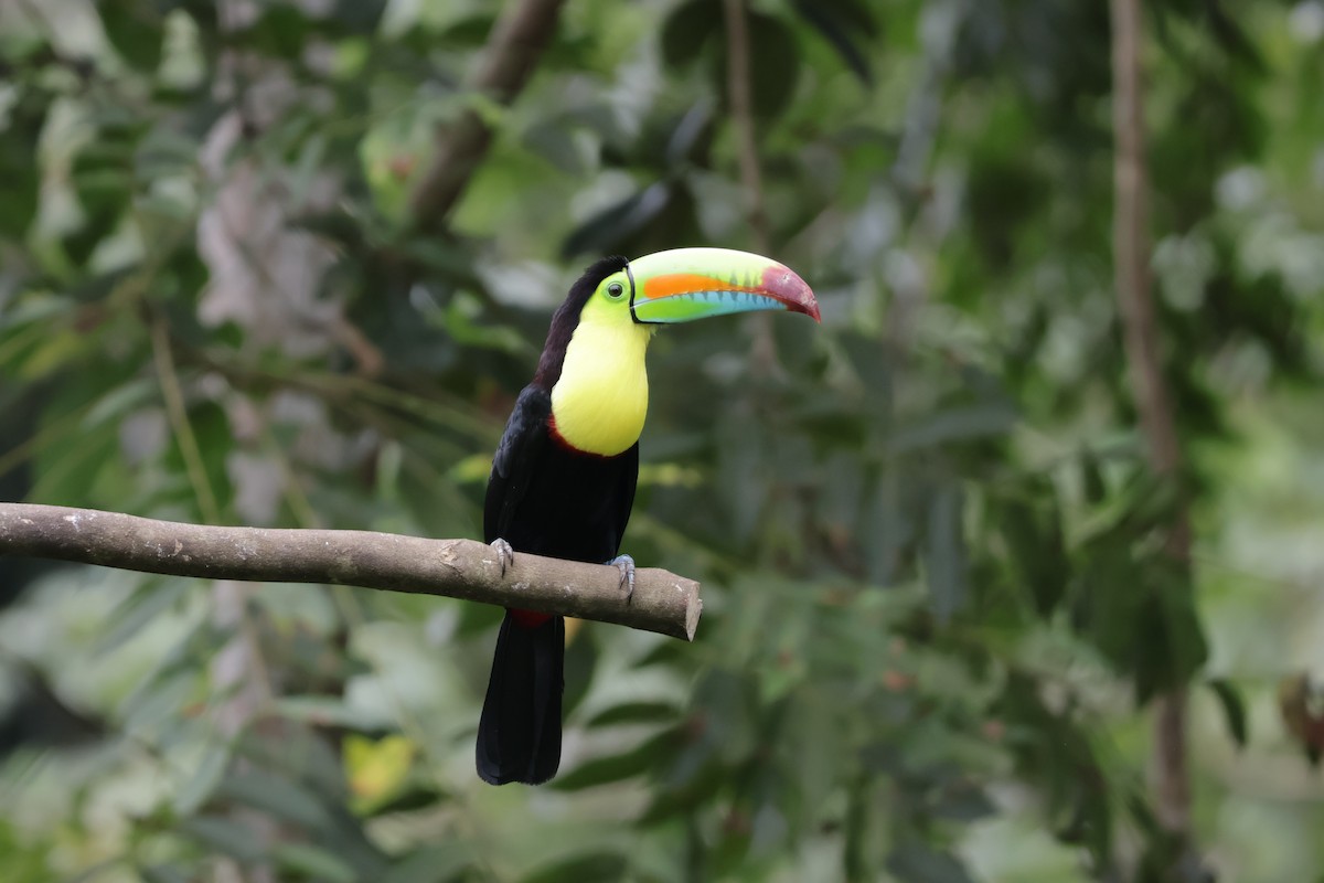 Toucan à carène - ML647072387