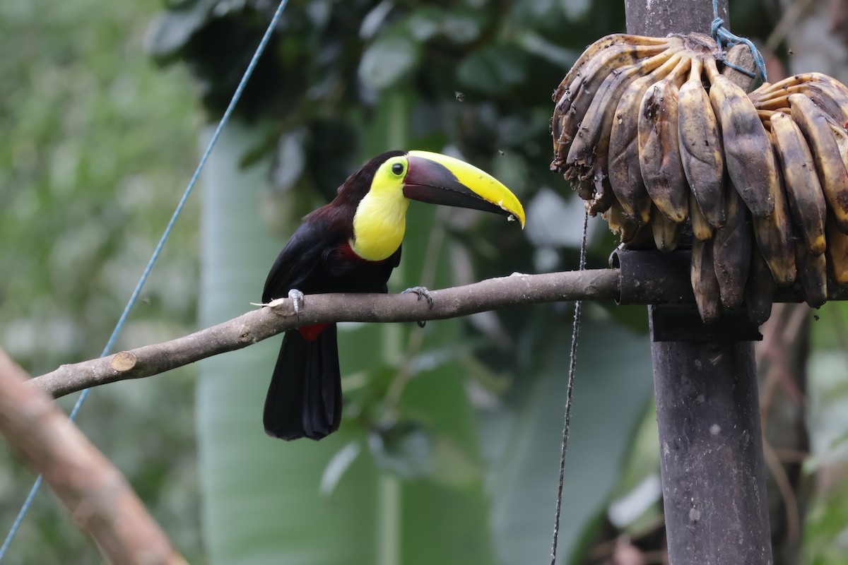 Yellow-throated Toucan - ML647072388