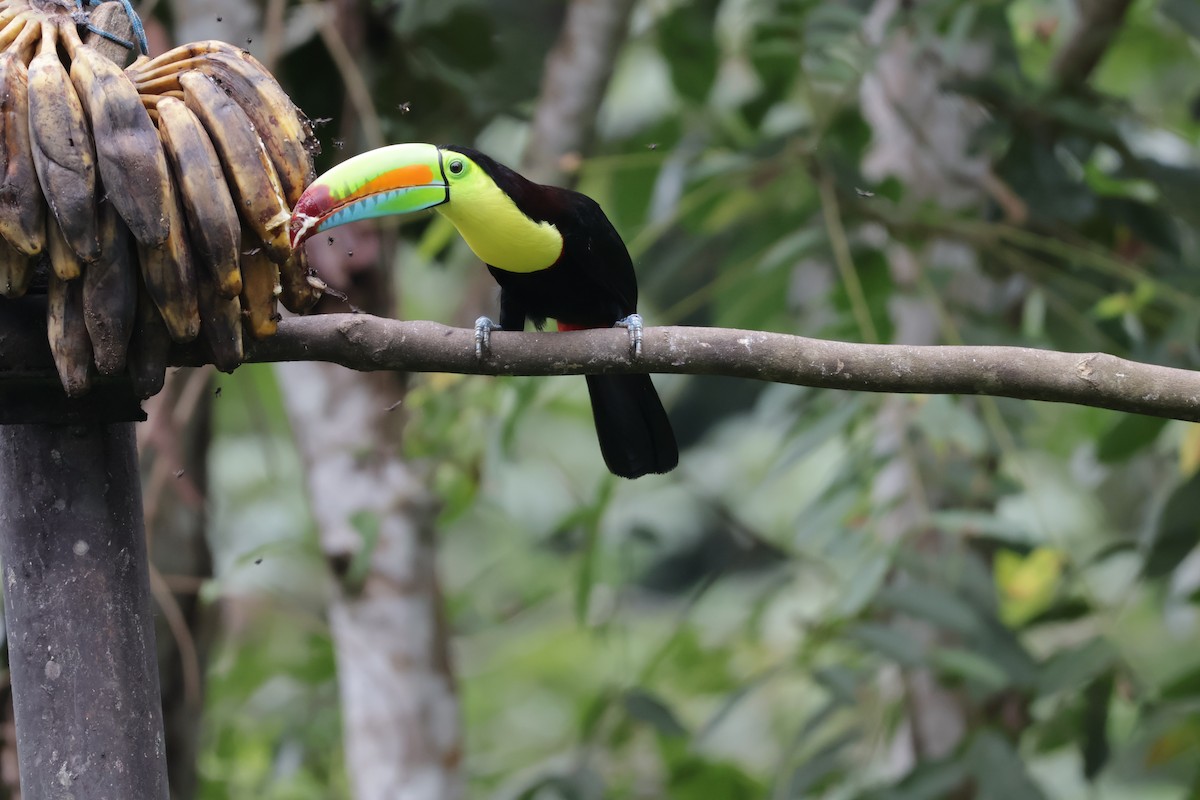 Toucan à carène - ML647072390