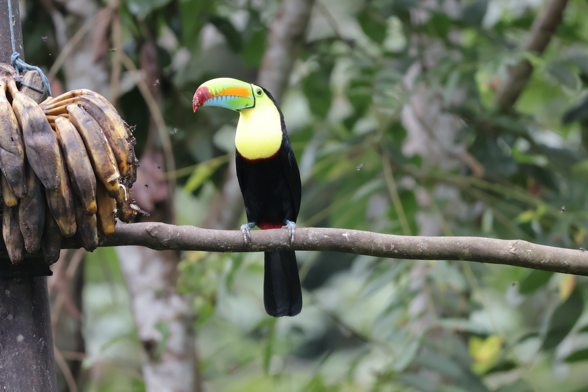Toucan à carène - ML647072391