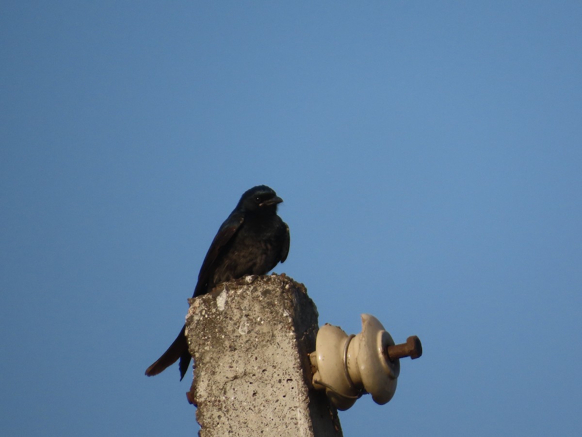 Black Drongo - ML647072392