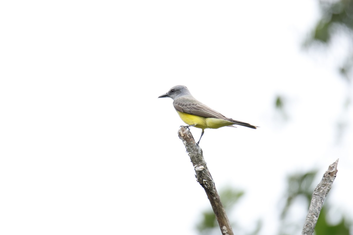 オリーブタイランチョウ - ML647072394