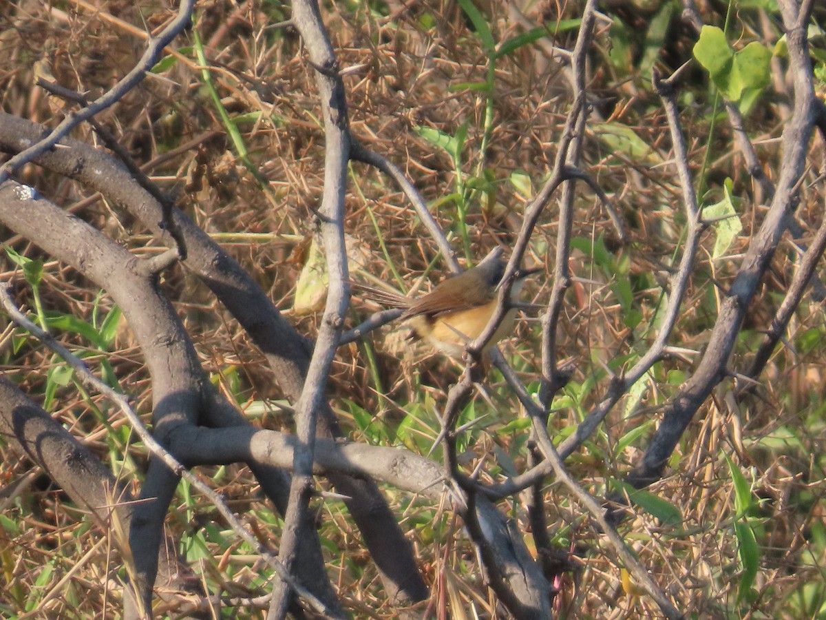 Ashy Prinia - ML647072397