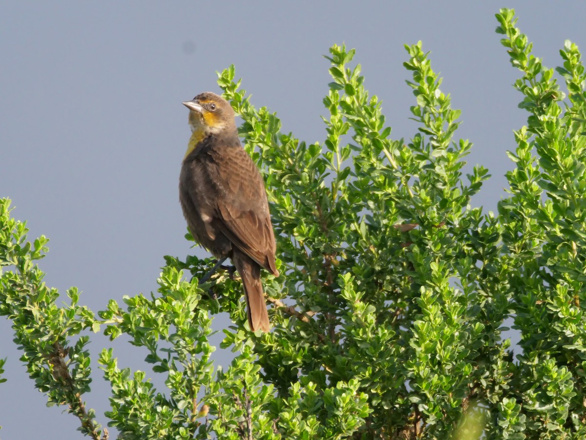 Carouge à tête jaune - ML647072398