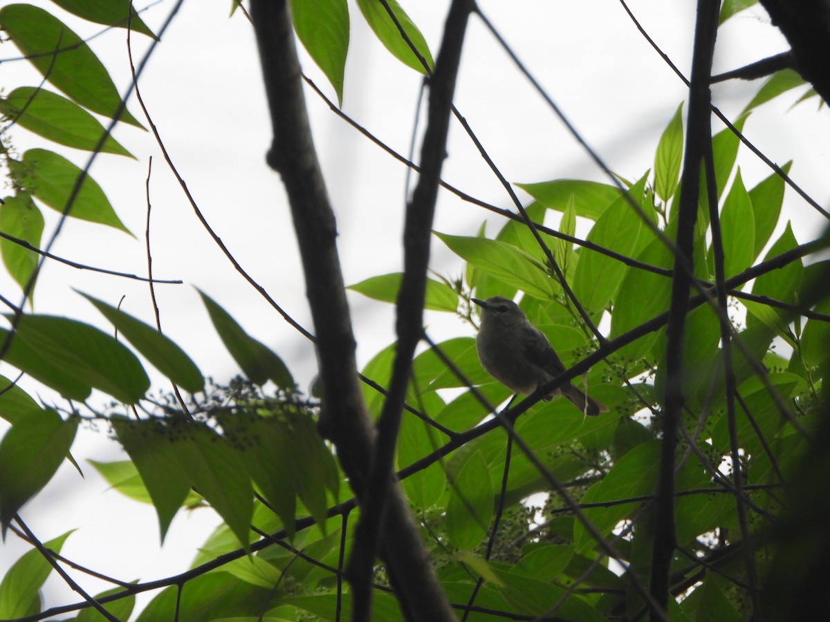 Drab Water Tyrant - ML647072399