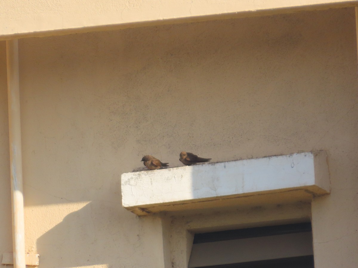 Dusky Crag-Martin - ML647072401