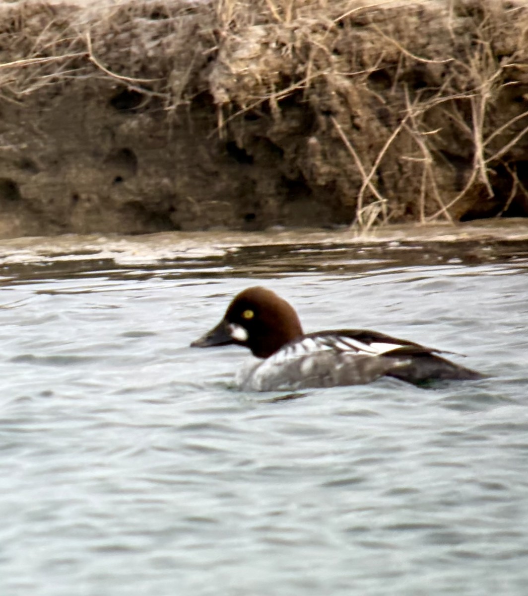 Quattrocchi - ML647072405