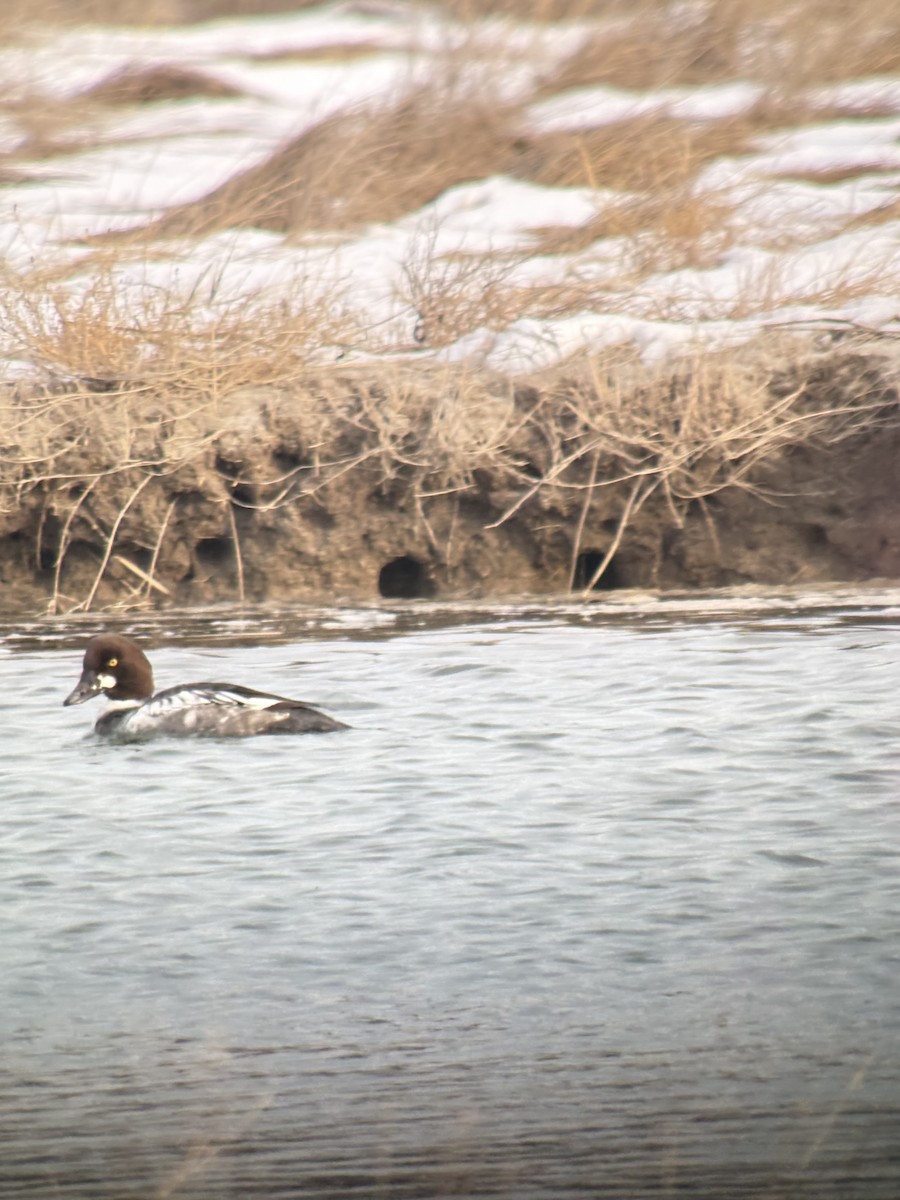 Garrot à oeil d'or - ML647072406