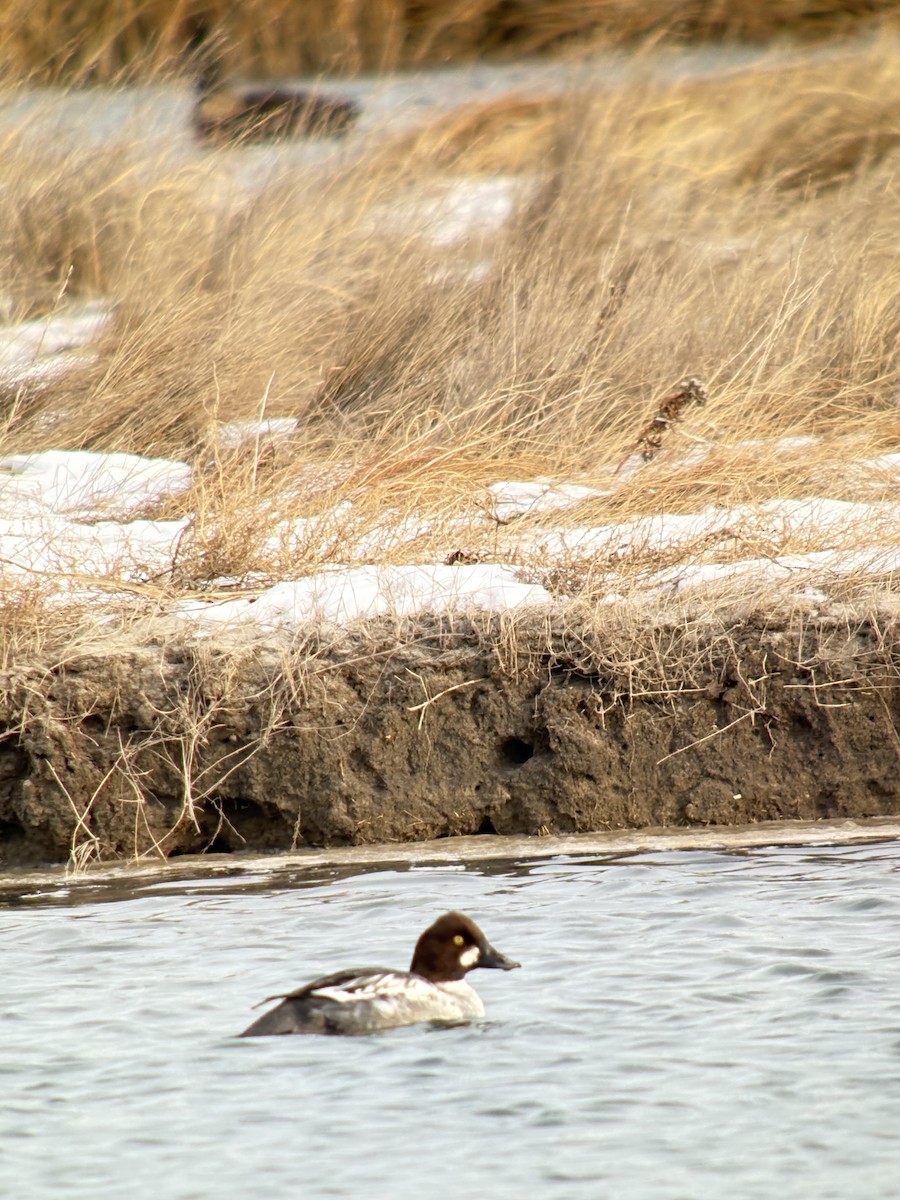 Garrot à oeil d'or - ML647072409