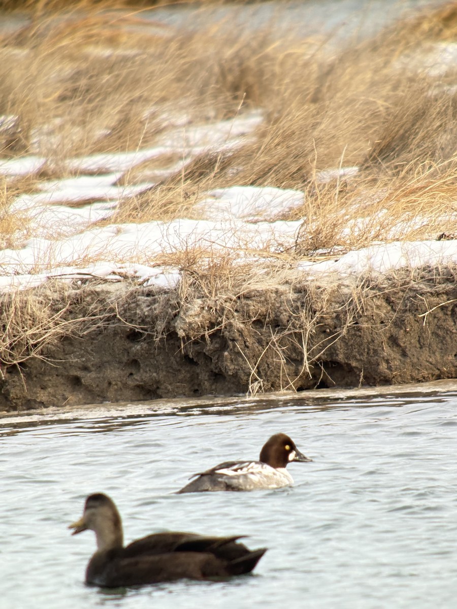 Garrot à oeil d'or - ML647072410