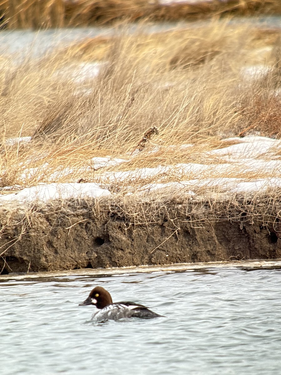 Garrot à oeil d'or - ML647072411