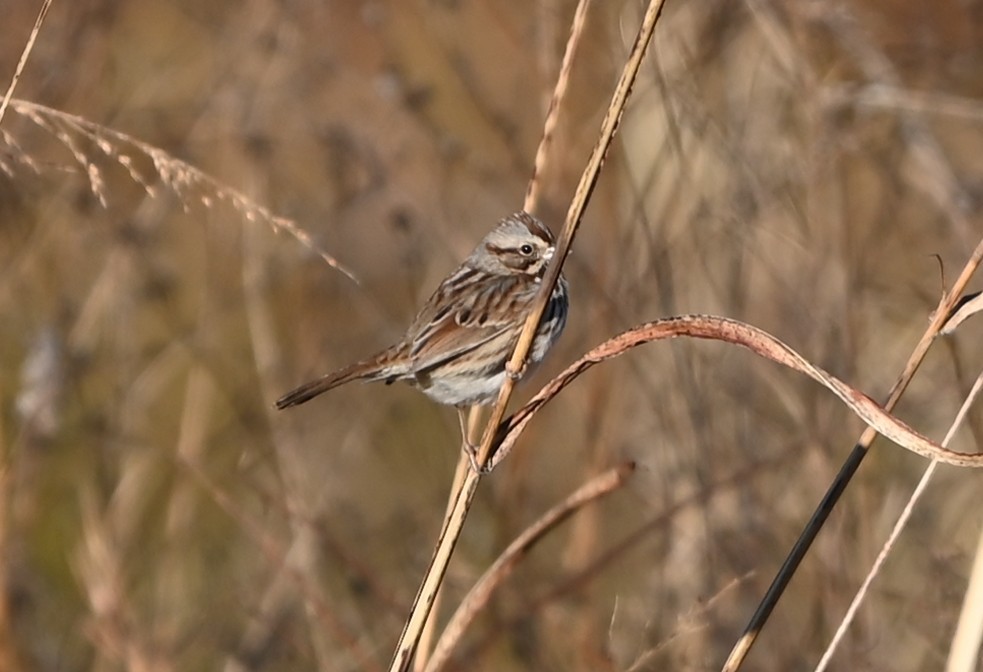Bruant chanteur - ML647072412