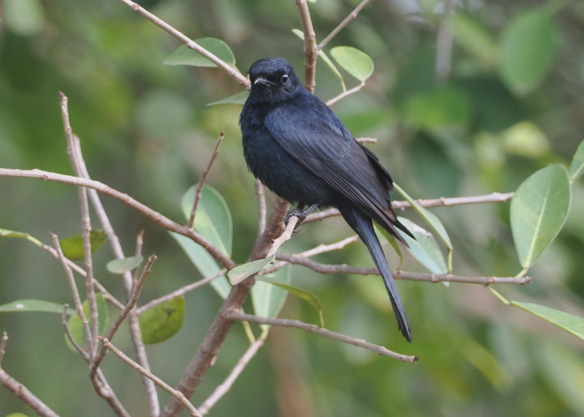 Gobemouche sud-africain - ML647072413