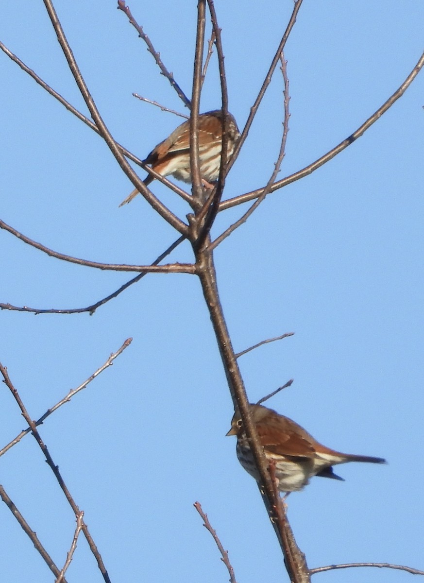 Bruant fauve - ML647072414