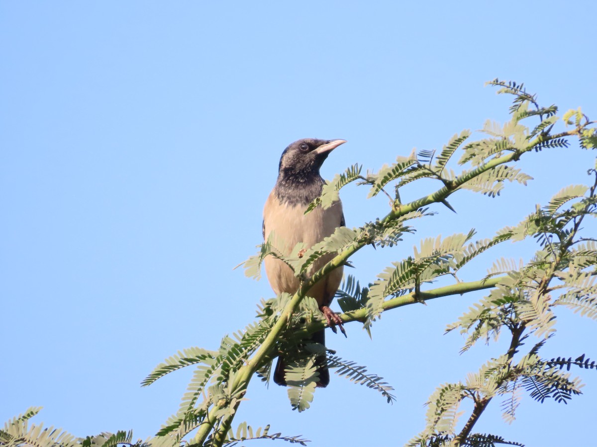 Étourneau roselin - ML647072415