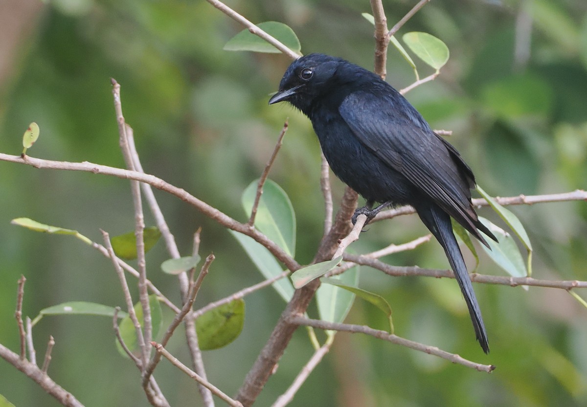 Gobemouche sud-africain - ML647072416
