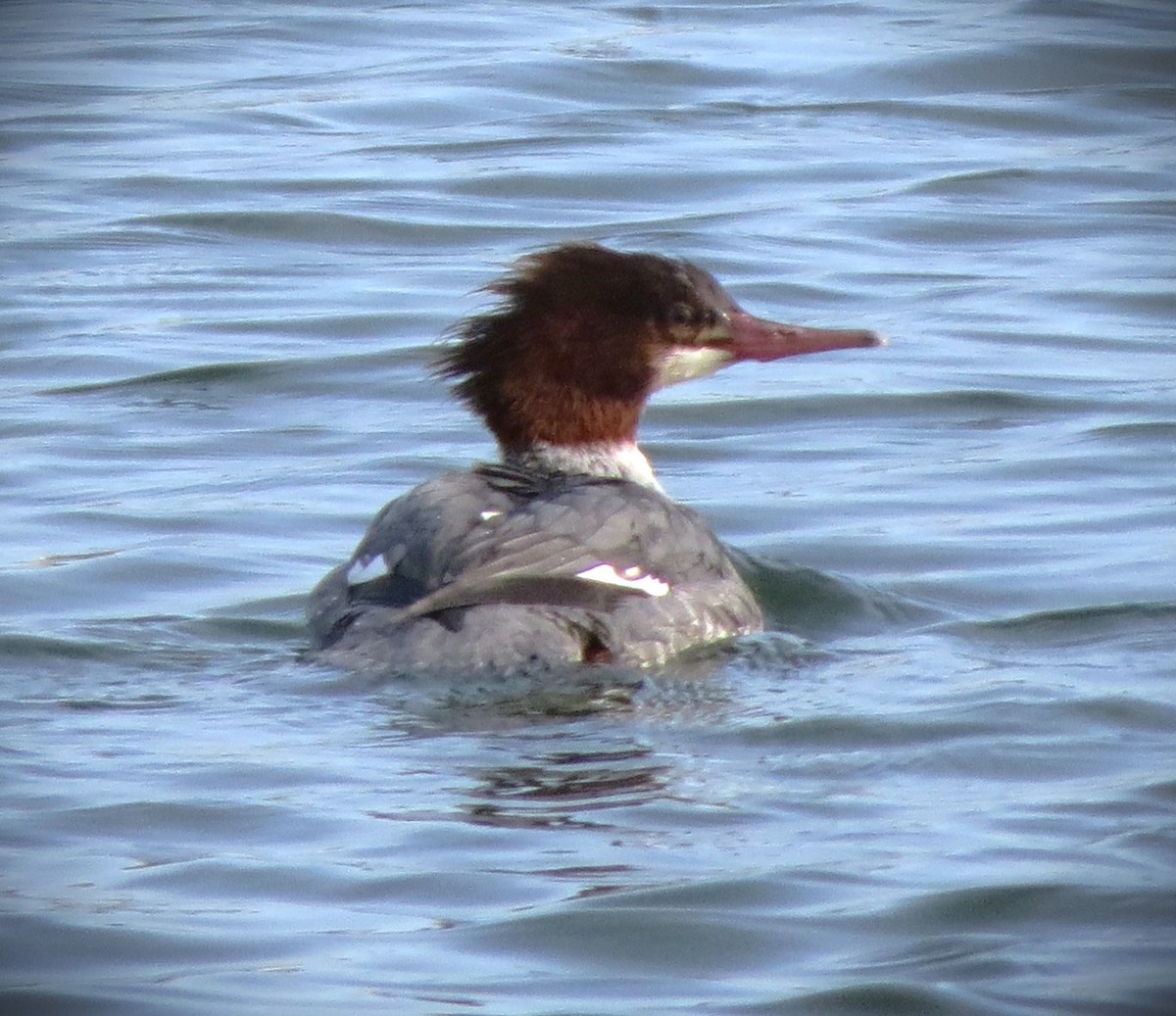 Grand Harle - ML647072417