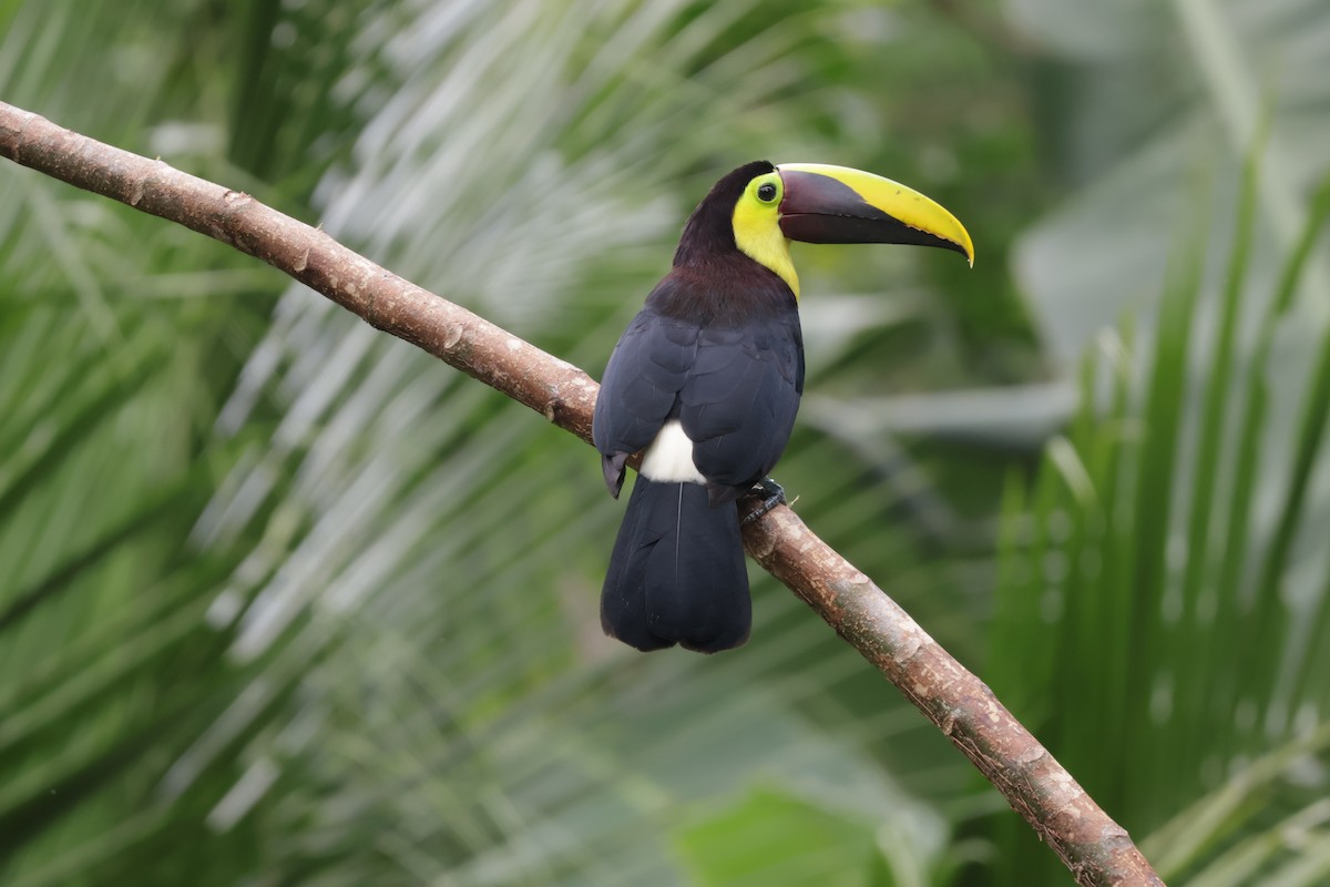 Toucan tocard - ML647072418