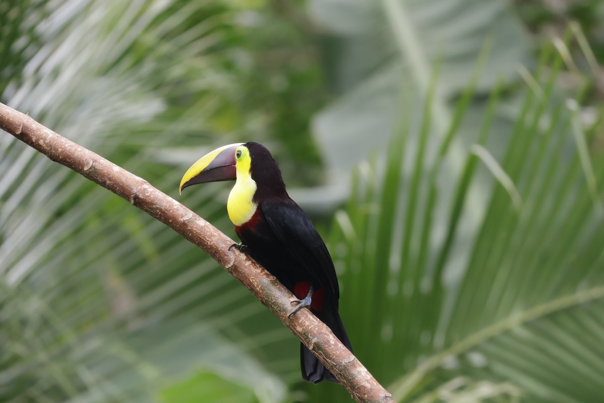 Toucan tocard - ML647072419