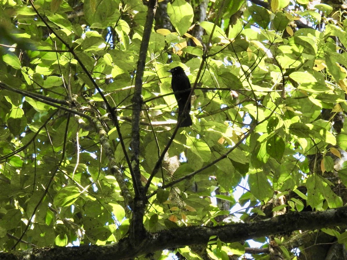 Drongo à crinière - ML647072420