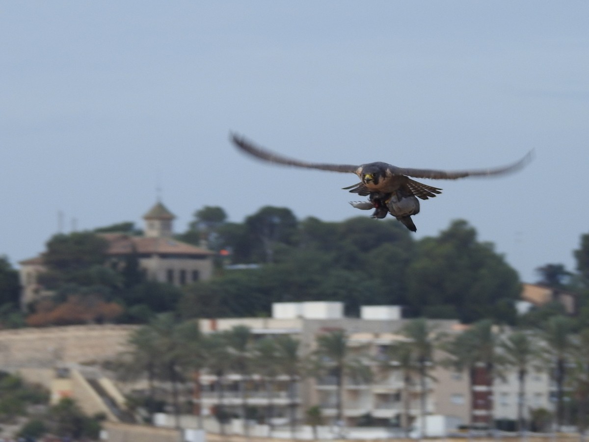 Faucon pèlerin - ML647072421