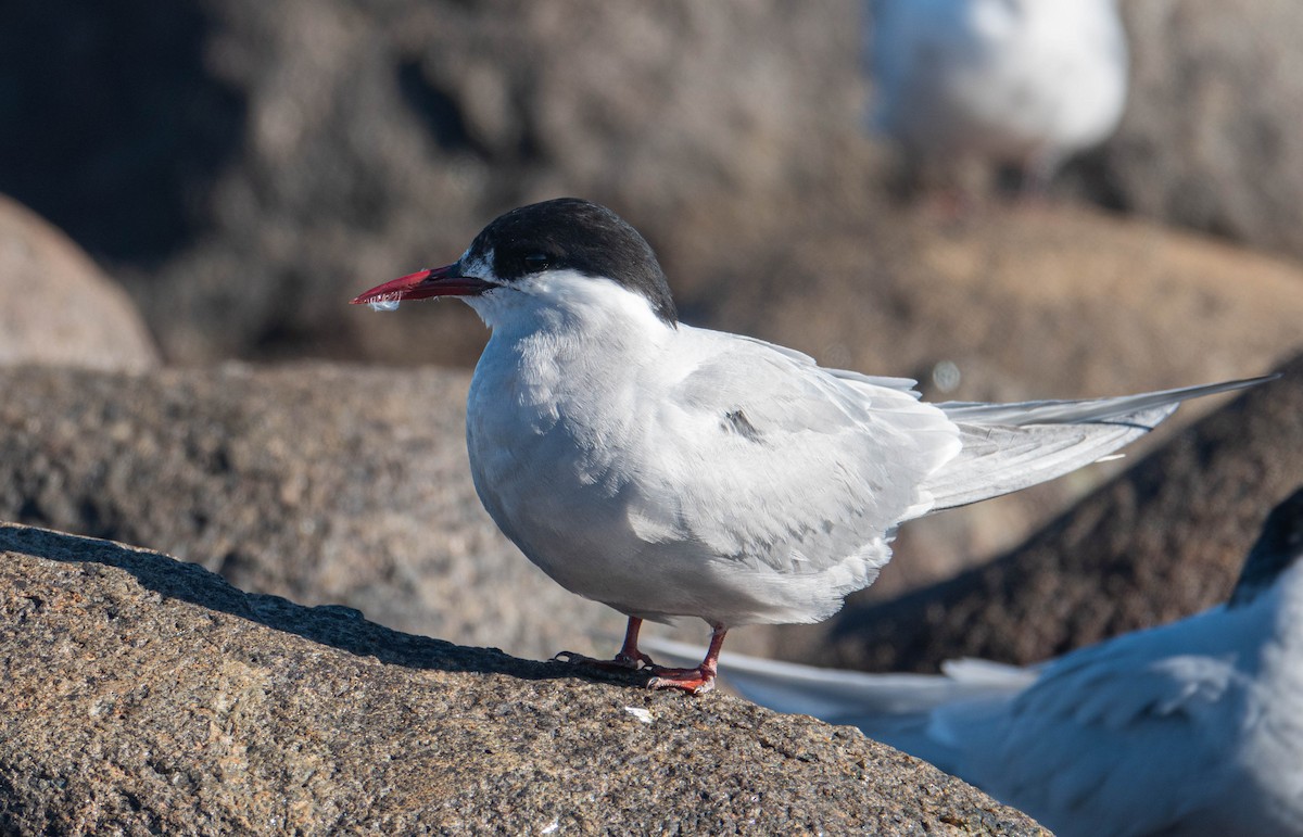 Sterne couronnée - ML647072422